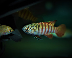 Dario Tigris (Myanmar) S