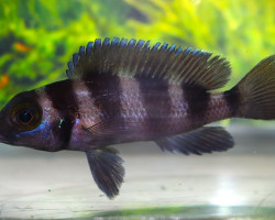 Neolamprologus Tretocephalus M