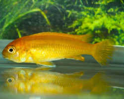 Melanochromis Johannii Metangula F1 S/M