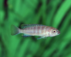 Pseudotropheus Flavus S
