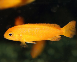 Pseudotropheus Saulosi Coral M
