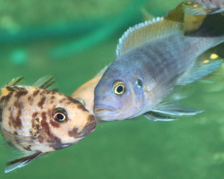 Metriaclima Zebra Mbenji F1 M