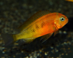 Tropheus Kiriza Gold S/M