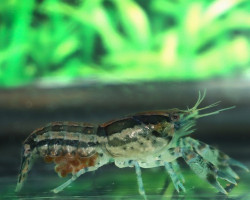 Cambarellus Shufeldtii S