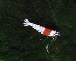Crystal Red/Caridina Sp M Select