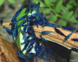 Neocaridina Davidi Blue Velvet L