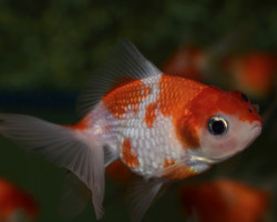 Car. Aur. Red/White Pearlscale  5/6