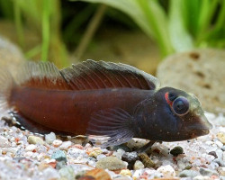 Phenablennius Heyligeri M