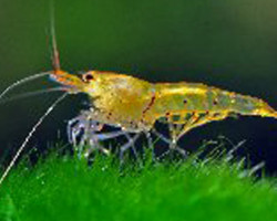 Caridina Serrata Tangerine Tiger M
