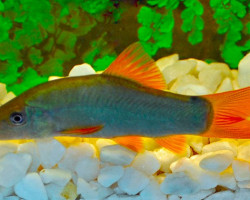 Yasuhikotakia Modesta S/M