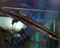 Boulengerella Maculata L