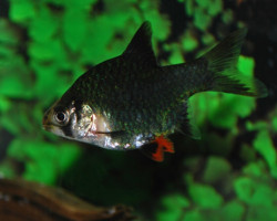 Puntigrus Tetrazona Green M