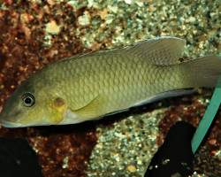 Chromidotilapia Mamonekenei M
