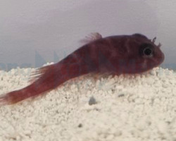 Acyrtus Rubriginosus S