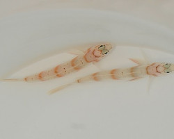 Amblyeleotris Diagonalis M