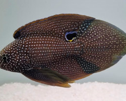 Calloplesiops Argus S