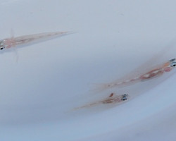 Coryphopterus Personatus S