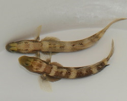 Cryptocentrus Fasciatus M
