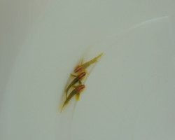 Elacatinus Multifasciatus M