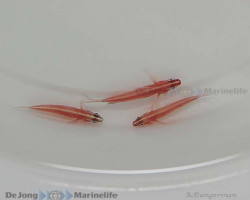 Eviota Nigriventris S