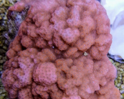 Montipora Spp. (Encrusting Orange) Ml