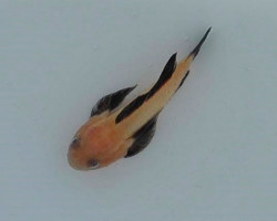 Paragobiodon Lacunicolus S