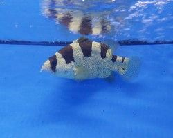 Pogonoperca Punctata Ml