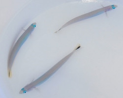 Ptereleotris Heteroptera M