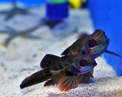 Pterosynchiropus Splendidus (Red) (Coppia)