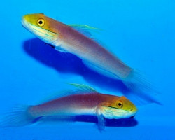 Valenciennea Bella (Coppia) Ml