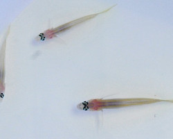 Vanderhorstia Flavilineata M