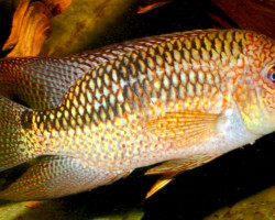 Aequidens Superomaculatum S/M