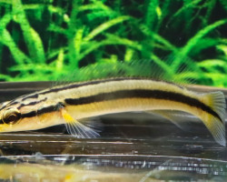 Crenicichla Zebrina S