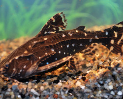 Agamyxis Pectinifrons S