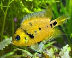 Amatitlania Altoflava S