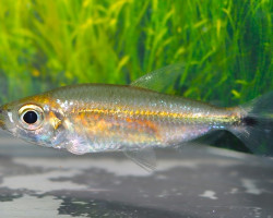 Alestoptersius Taeniatus M
