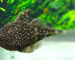 Ancistrus Multispinis M