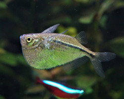 Gasteropelecus Sternicla M