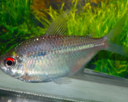 Gymnocorymbus Cf. Colombia M