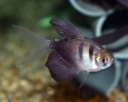 Gymnocorymbus Ternetzi Long Fin M