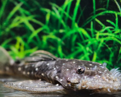 L107 Ancistrus Sp. S