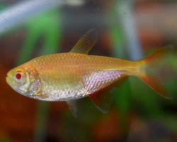 Hyphessobrycon Anisitsi Albino M