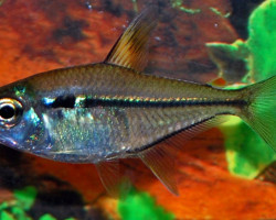 Hemigrammus Ulreyi L