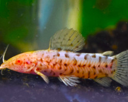 Megalechis Thoracata Albino M