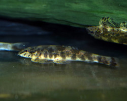 Homaloptera Cf. Leonardi M/L