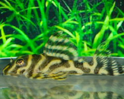 L333 Hypancistrus Yellow Stripe M