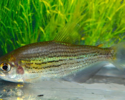 Hollandichthys Multifasciatus L