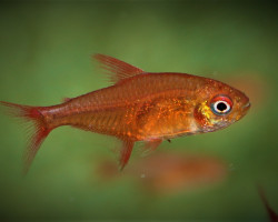 Hyphessobrycon Sp.  Muzel Red Cherry M