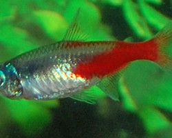 Paracheirodon Innesi Diamant L