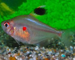 Hyph. Rubrostigma/Erythrostigma M/L